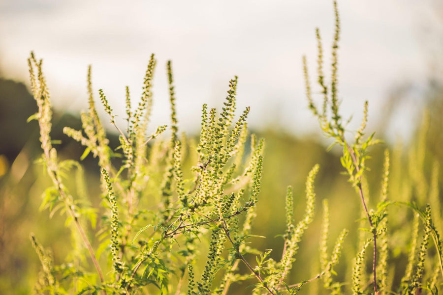 September Allergies: Fall Allergy Symptoms &amp; Triggers